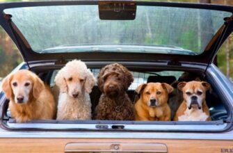 как правильно перевозить собаку в машине