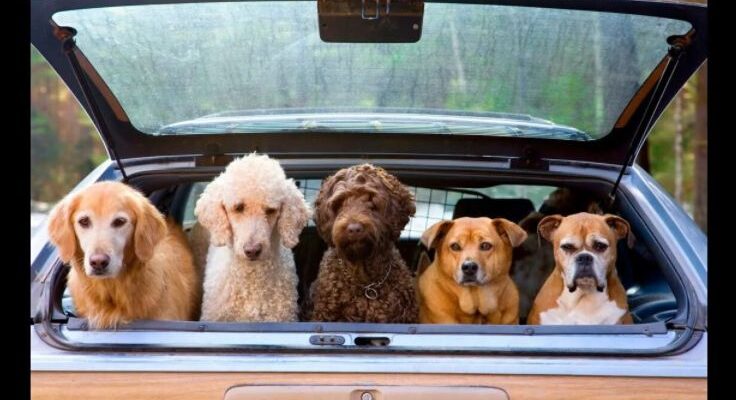 как правильно перевозить собаку в машине